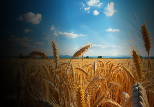 WUXAL GRANO